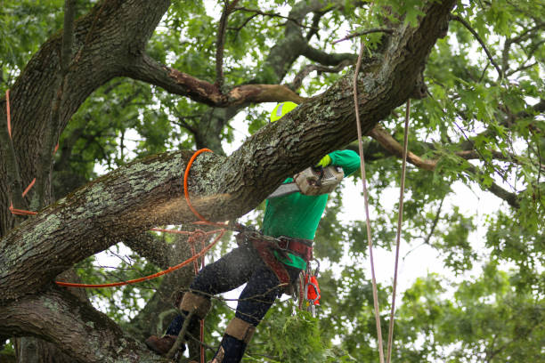 Reliable Plummer, ID Tree Care Solutions